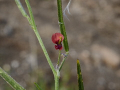 Microcharis
