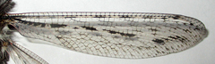 Centroclisis