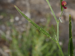 Microcharis