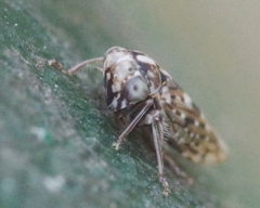 Stenidiocerus poecilus