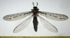 Centroclisis