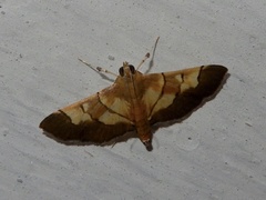 Syngamia latimarginalis