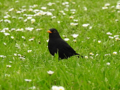 Turdus merula