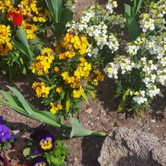 Macroglossum stellatarum