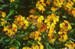 Macroglossum stellatarum