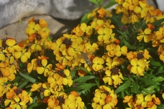 Macroglossum stellatarum