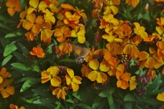 Macroglossum stellatarum