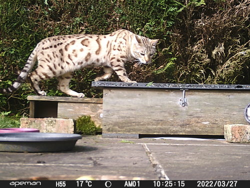 Bengal Cat