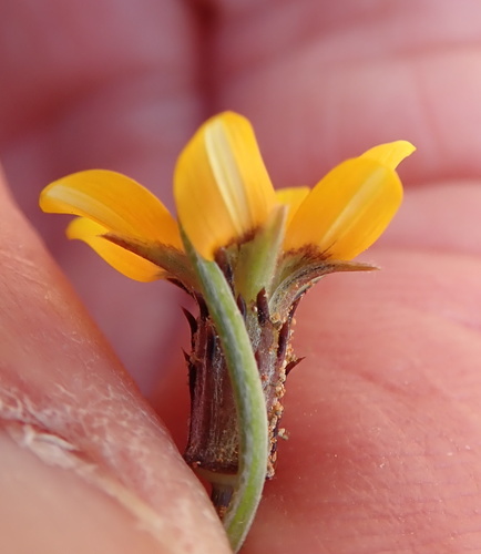 Image of Gazania tenuifolia by no rights reserved