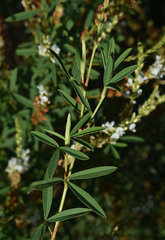 Aphyllodium biarticulatum