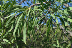 Persoonia falcata