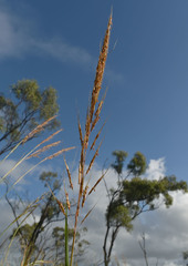 Sorghum plumosum