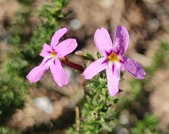 Jamesbrittenia tenuifolia