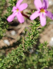 Jamesbrittenia tenuifolia