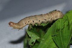 Noctua fimbriata