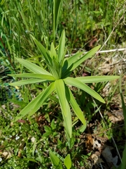Lilium michiganense