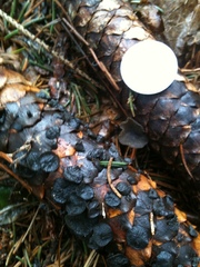 Piceomphale bulgarioides