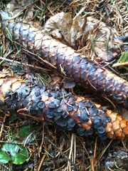 Piceomphale bulgarioides