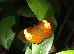 Cupha erymanthis maja