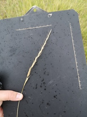 Trisetopsis imberbis