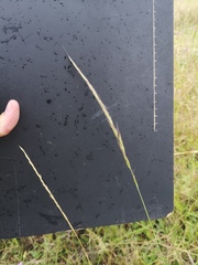 Trisetopsis imberbis