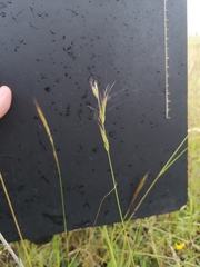 Trisetopsis imberbis