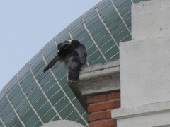 Falco peregrinus brookei