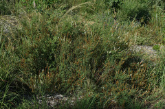 Aphyllodium biarticulatum