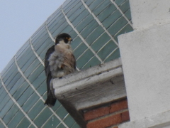 Falco peregrinus brookei