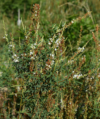 Aphyllodium biarticulatum