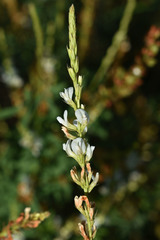 Aphyllodium biarticulatum