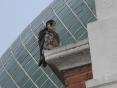 Falco peregrinus brookei