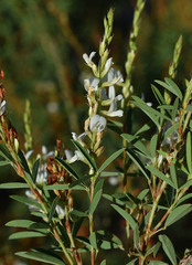 Aphyllodium biarticulatum