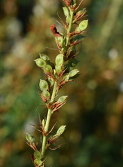 Aphyllodium biarticulatum