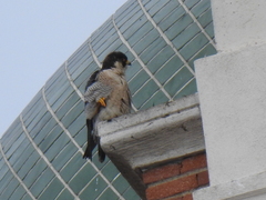 Falco peregrinus brookei