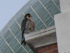 Falco peregrinus brookei