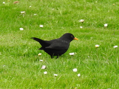 Turdus merula