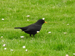 Turdus merula