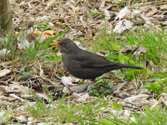 Turdus merula