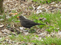 Turdus merula
