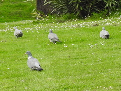 Columba palumbus