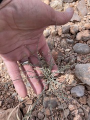 Thamnosma texana