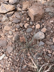 Thamnosma texana