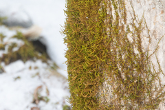 Leucodon andrewsianus