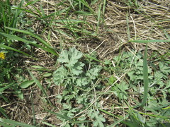 Artemisia mongolica