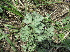 Artemisia mongolica