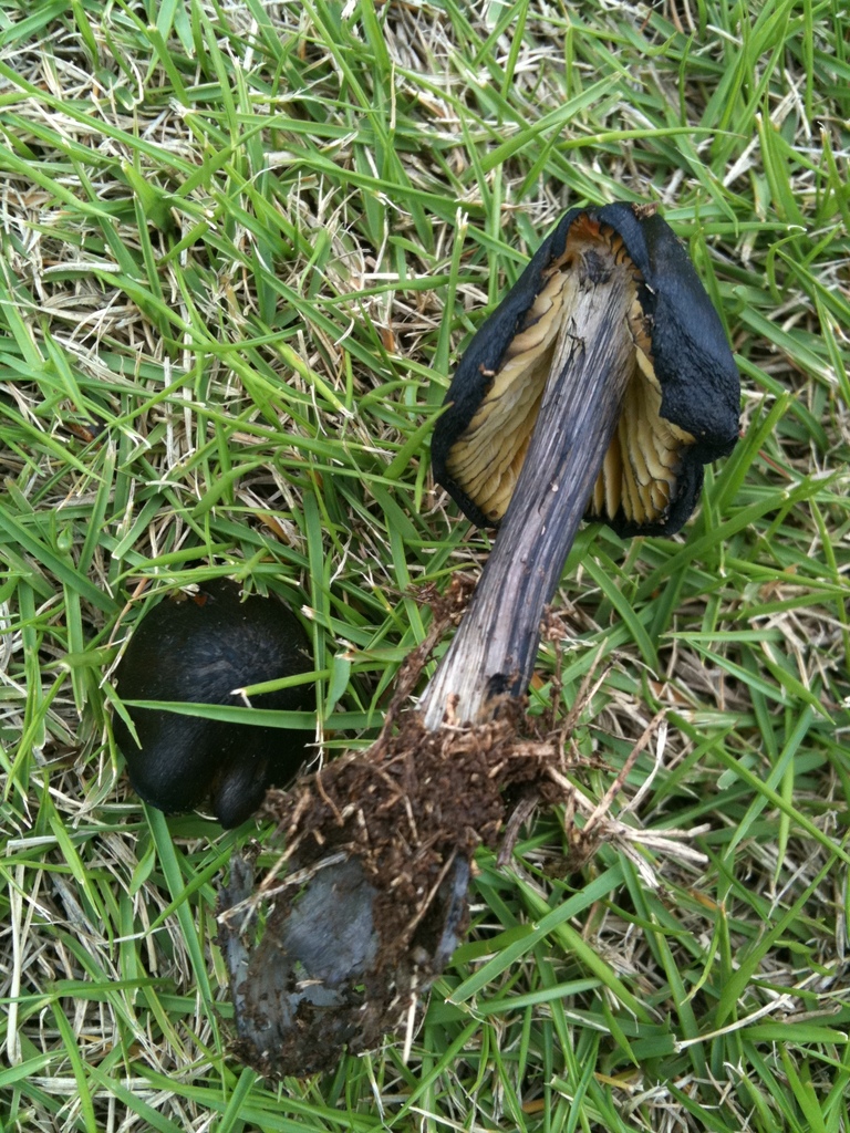 Hygrocybe conica · June 2011 · photo: © atsushi_nakajima_cirque (iNaturalist, cc-by)