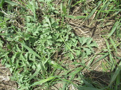 Artemisia mongolica