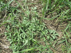 Artemisia mongolica