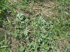 Artemisia mongolica